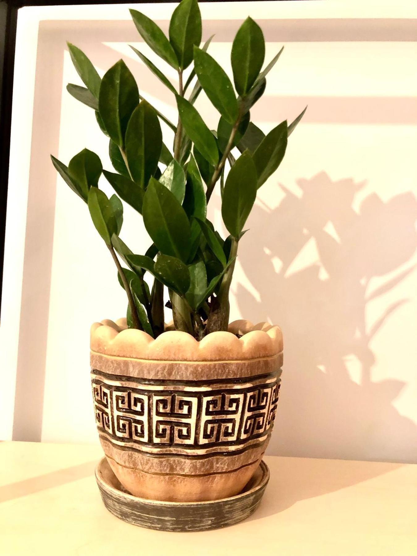 Osapart Cozy Apartment In A Complex Semycvit 利沃夫 外观 照片